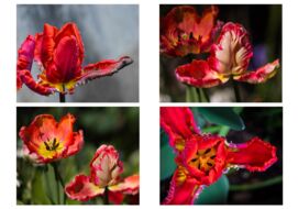 »Tulpen« von Gisa Bade