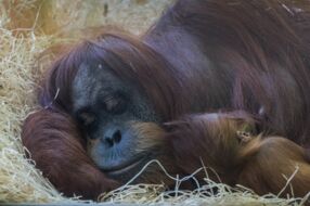 Mutter mit Kind (Tierpark Hellabrunn)