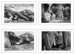 »Badende Elefanten« von Hans Seidl