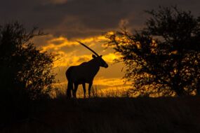 Oryx-Antilope im Sonnenaufgang