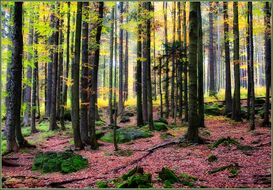 Herbstwald