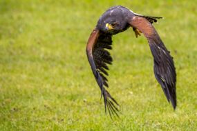 Wüstenbussard