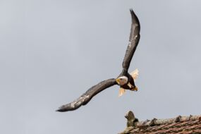 Schreiseeadler