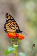 Schmetterling (Texas)