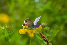 Schmetterling