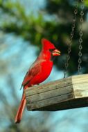 Cardinalis cardinalis