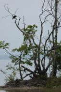 Vogel im Baum