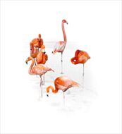 7 Flamingos