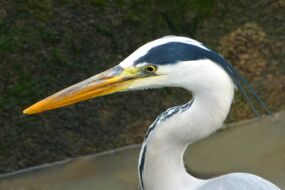 Fischreiher am Wehrneckar (GW)